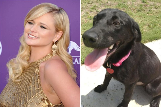 Miranda Lambert New Dog Miranda Lambert New Dog
